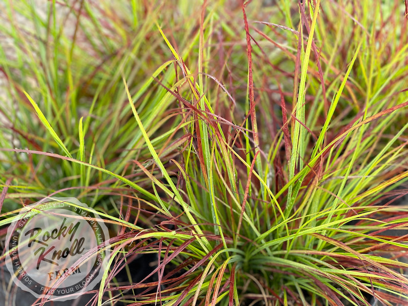 Burgundy Bunny Dwarf Fountain Grass plant from Rocky Knoll Farm
