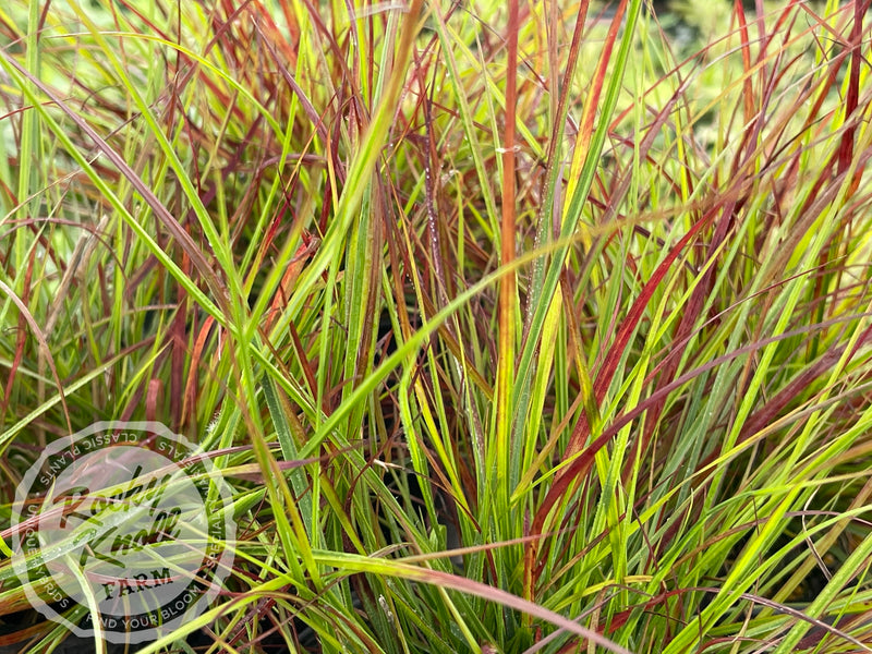 Burgundy Bunny Dwarf Fountain Grass plant from Rocky Knoll Farm