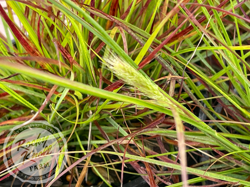 Burgundy Bunny Dwarf Fountain Grass plant from Rocky Knoll Farm