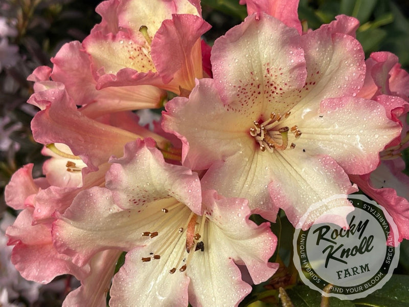 Butterscotch Brandy plant from Rocky Knoll Farm