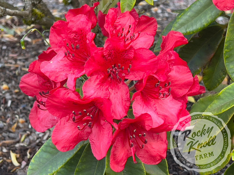 Martin 241 plant from Rocky Knoll Farm