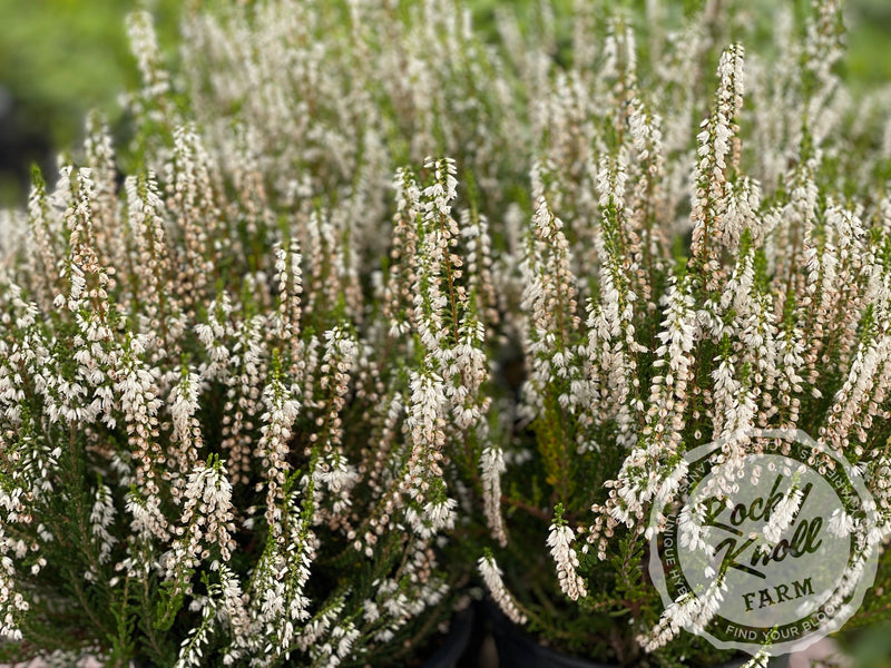 Calluna Spring Cream Heather plant from Rocky Knoll Farm