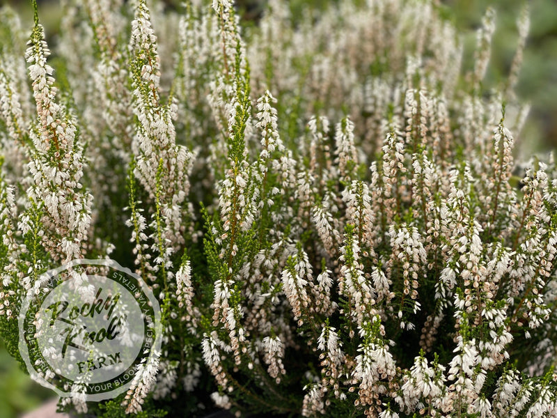 Calluna Spring Cream Heather plant from Rocky Knoll Farm