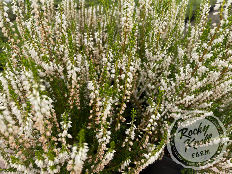 Calluna Spring Cream Heather plant from Rocky Knoll Farm