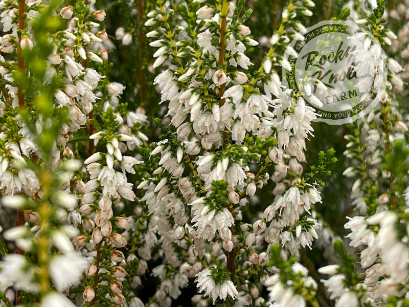 Calluna Spring Cream Heather plant from Rocky Knoll Farm