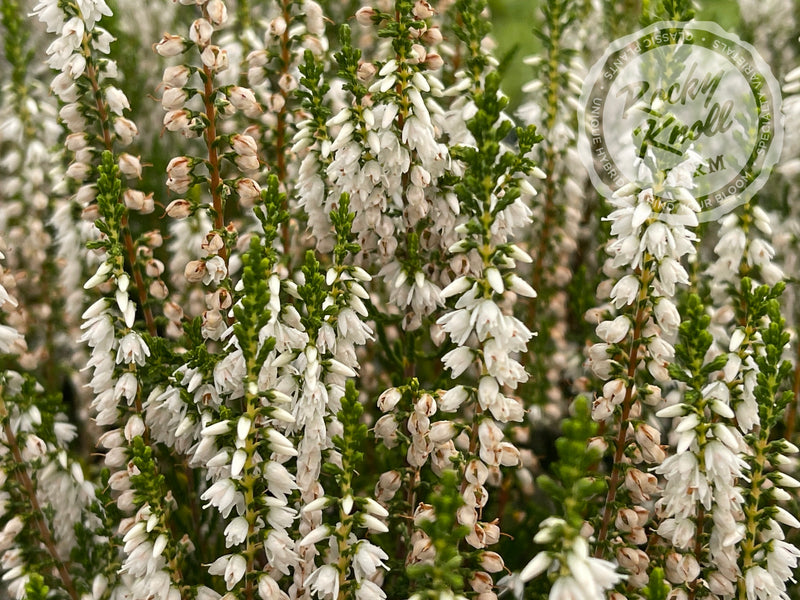 Calluna Spring Cream Heather plant from Rocky Knoll Farm