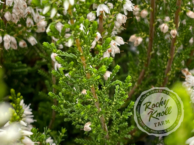 Calluna Spring Cream Heather plant from Rocky Knoll Farm
