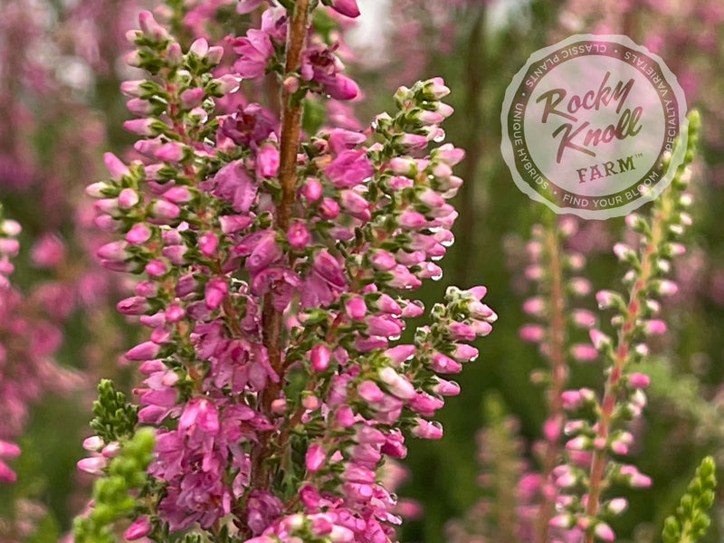 Calluna Allegro Heather plant from Rocky Knoll Farm