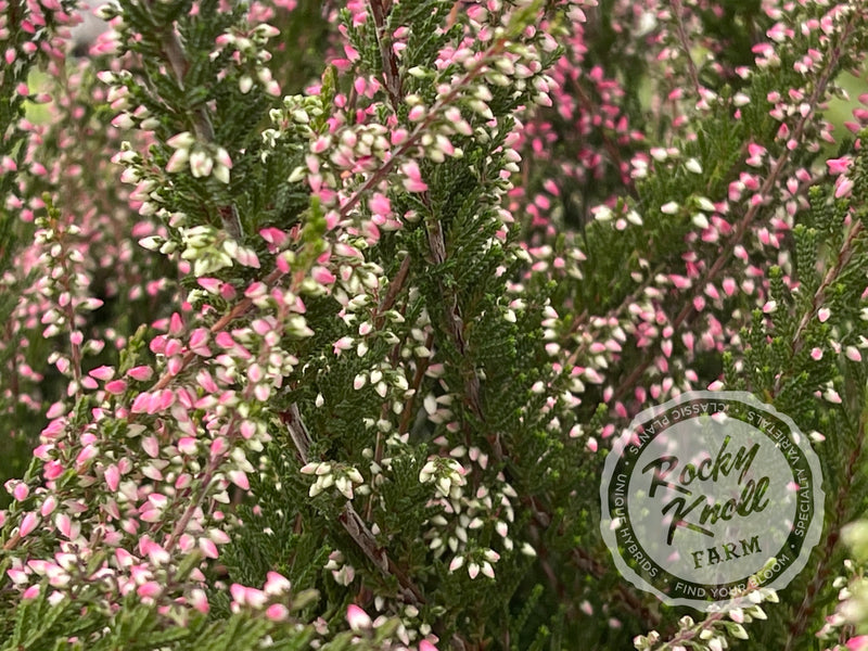 Calluna Amethyst Heather plant from Rocky Knoll Farm