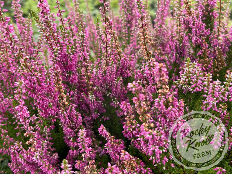 Calluna Dark Beauty Heather plant from Rocky Knoll Farm