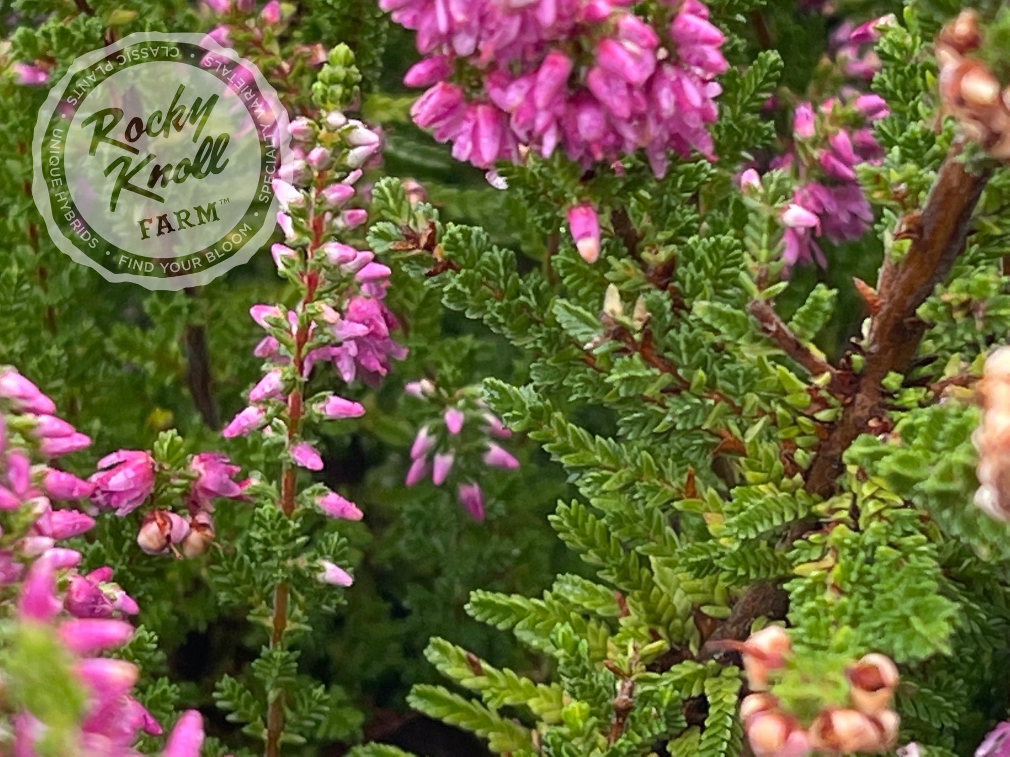 Calluna Dark Beauty Heather - Rocky Knoll Farm