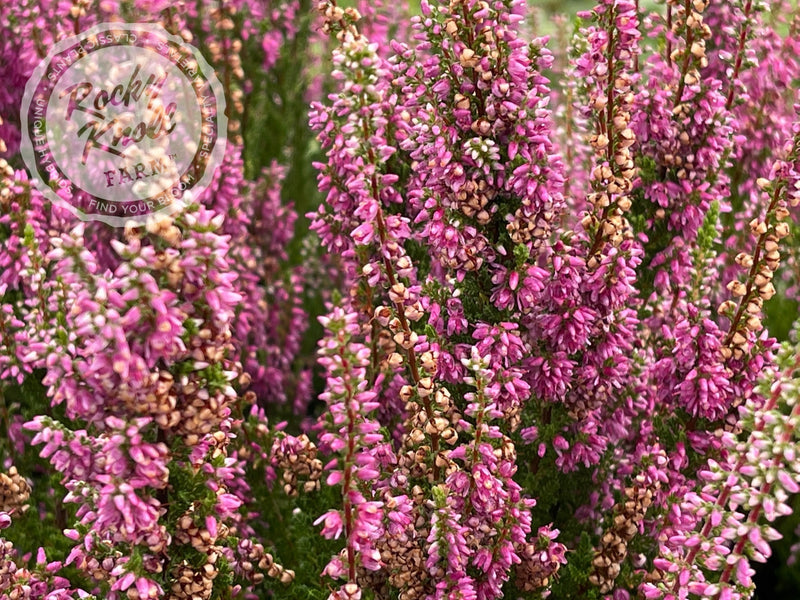 Calluna Dark Beauty Heather plant from Rocky Knoll Farm
