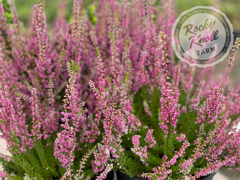 Calluna Dark Beauty Heather plant from Rocky Knoll Farm