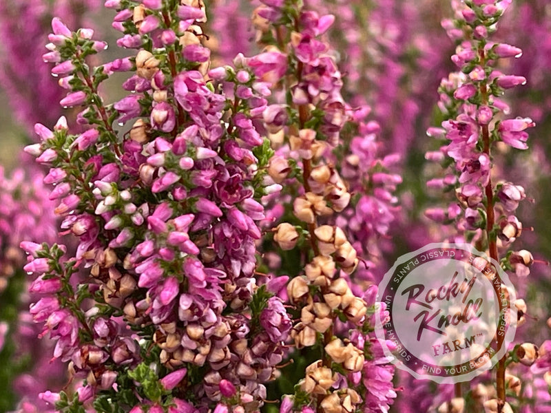 Calluna Dark Beauty Heather plant from Rocky Knoll Farm