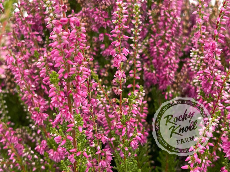 Calluna Dark Beauty Heather plant from Rocky Knoll Farm