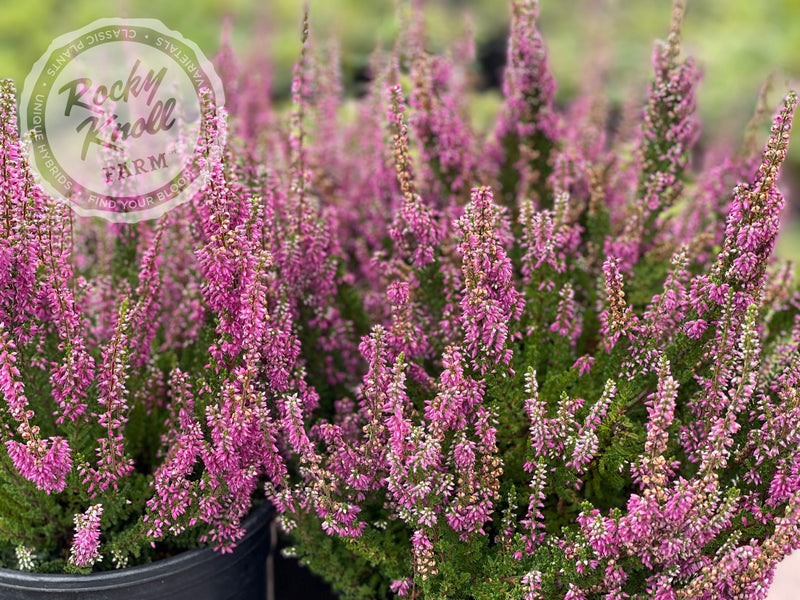 Calluna Dark Beauty Heather plant from Rocky Knoll Farm