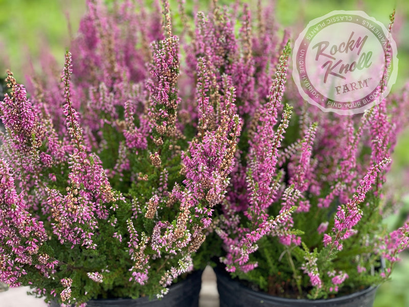 Calluna Dark Beauty Heather plant from Rocky Knoll Farm
