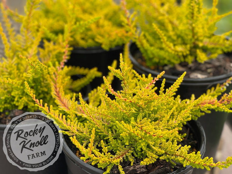 Calluna Dart's Flamboyant Heather plant from Rocky Knoll Farm