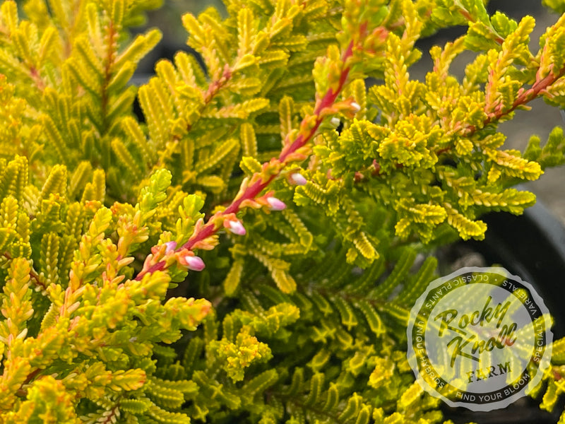 Calluna Dart's Flamboyant Heather plant from Rocky Knoll Farm