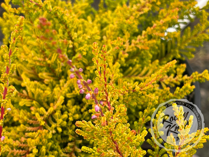 Calluna Dart's Flamboyant Heather plant from Rocky Knoll Farm