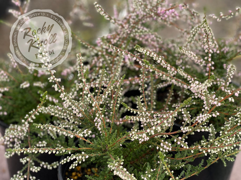 Calluna Elsie Purnell Heather plant from Rocky Knoll Farm