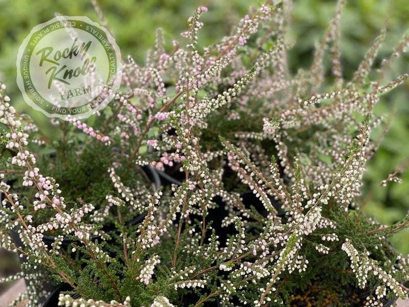 Calluna Elsie Purnell Heather plant from Rocky Knoll Farm