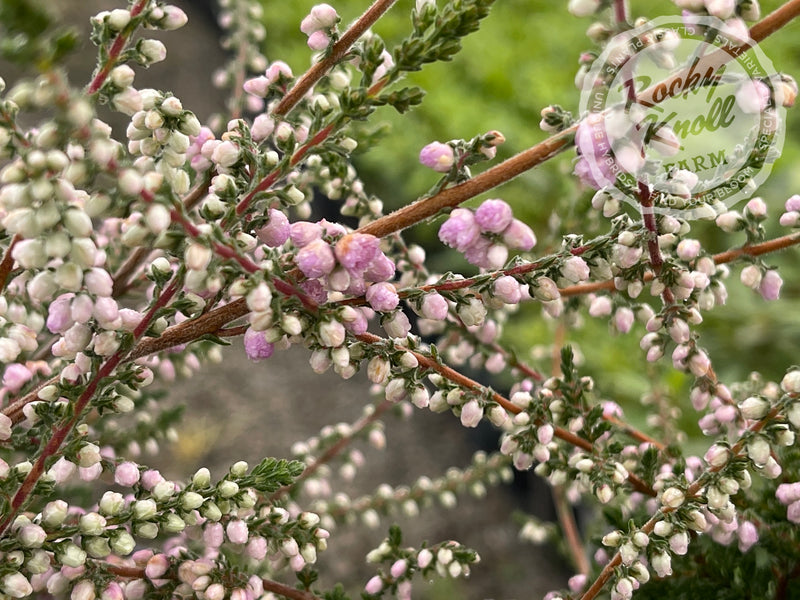 Calluna Elsie Purnell Heather plant from Rocky Knoll Farm