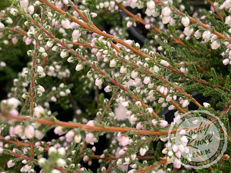 Calluna Elsie Purnell Heather plant from Rocky Knoll Farm