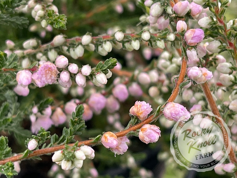 Calluna Elsie Purnell Heather plant from Rocky Knoll Farm