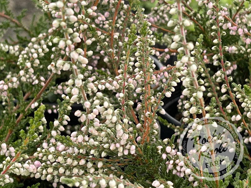 Calluna Elsie Purnell Heather plant from Rocky Knoll Farm