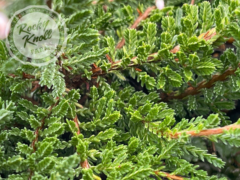Calluna Elsie Purnell Heather plant from Rocky Knoll Farm