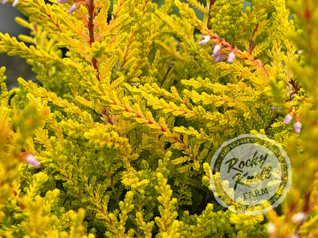 Rocky Knoll Farm Calluna vulgaris Heather