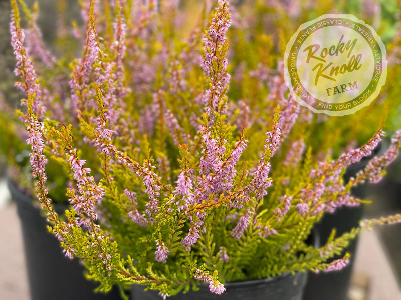 Calluna Golden Sport Heather plant from Rocky Knoll Farm