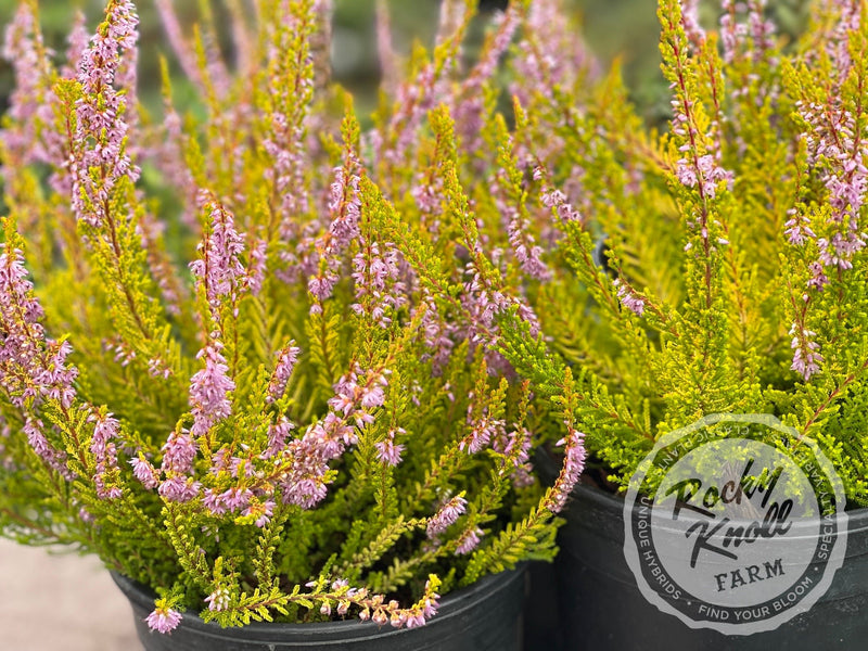 Calluna Golden Sport Heather plant from Rocky Knoll Farm