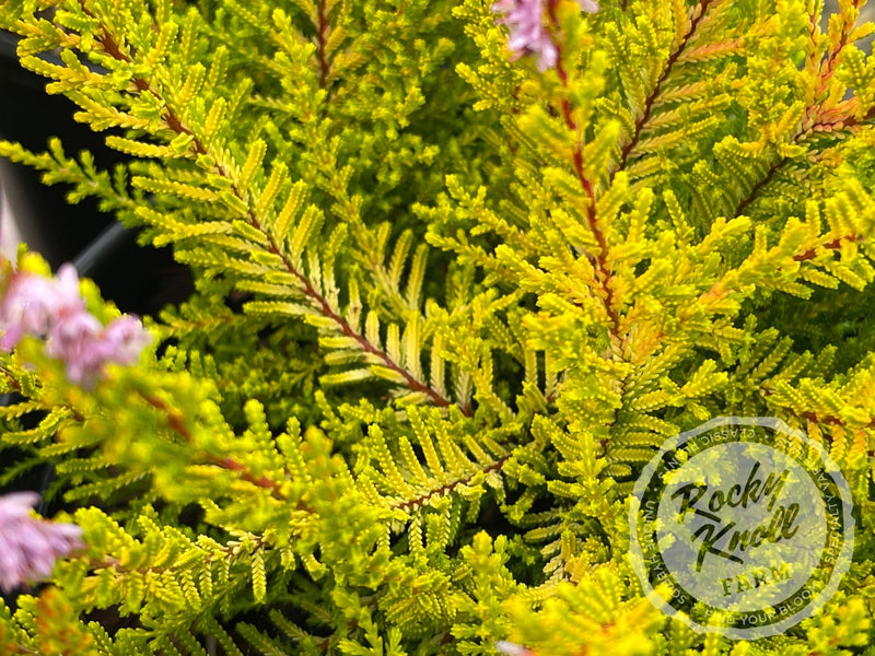 Calluna Golden Sport Heather plant from Rocky Knoll Farm