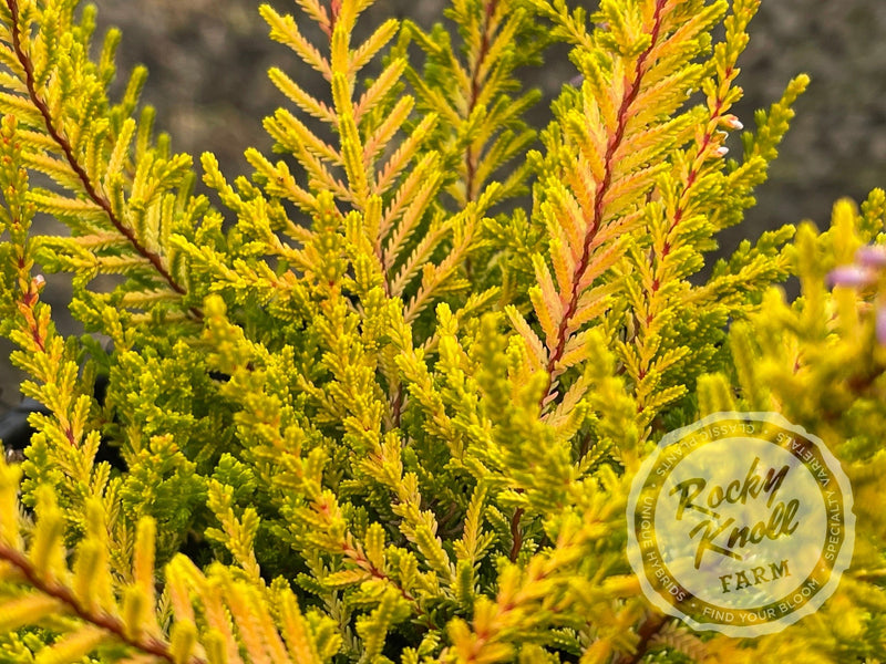 Calluna Golden Sport Heather plant from Rocky Knoll Farm