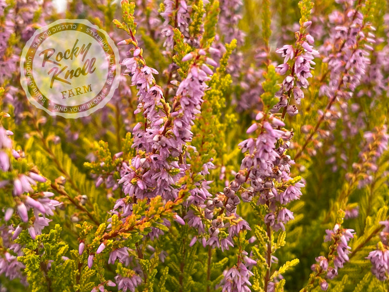 Calluna Golden Sport Heather plant from Rocky Knoll Farm