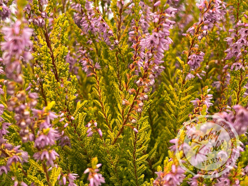 Calluna Golden Sport Heather plant from Rocky Knoll Farm