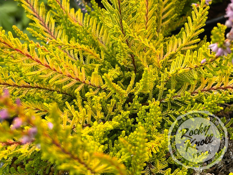 Calluna Golden Sport Heather