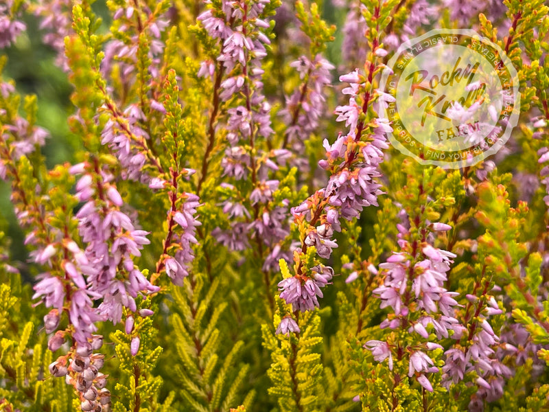 Calluna Golden Sport Heather plant from Rocky Knoll Farm