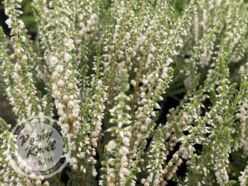 Calluna Silver Knight Heather plant from Rocky Knoll Farm