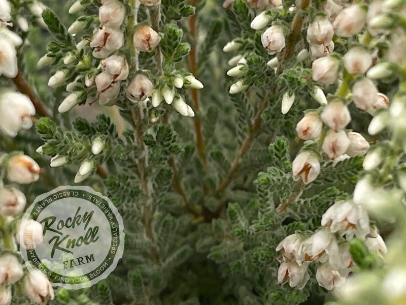 Calluna Silver Knight Heather plant from Rocky Knoll Farm