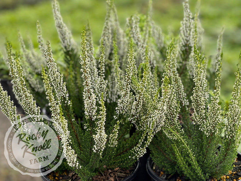 Calluna Verenka Heather plant from Rocky Knoll Farm