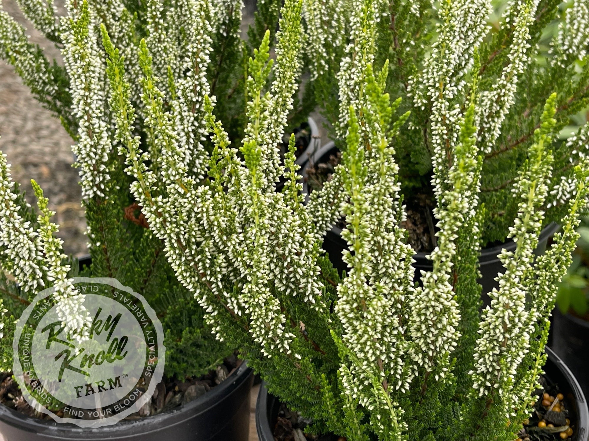 Calluna Verenka Heather - Rocky Knoll Farm