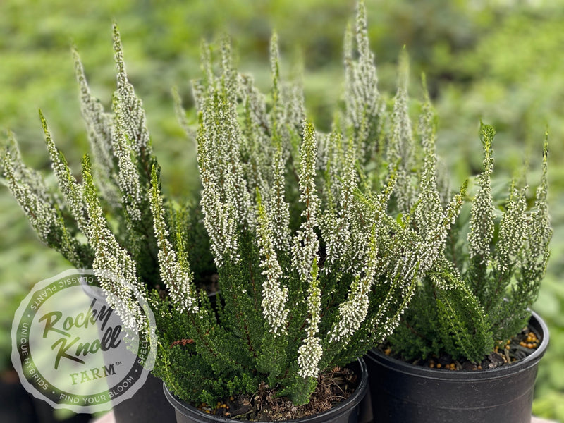 Calluna Verenka Heather plant from Rocky Knoll Farm