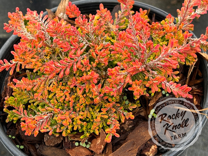 Calluna Wickwar Flame Heather plant from Rocky Knoll Farm