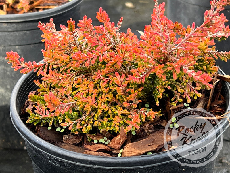Calluna Wickwar Flame Heather plant from Rocky Knoll Farm
