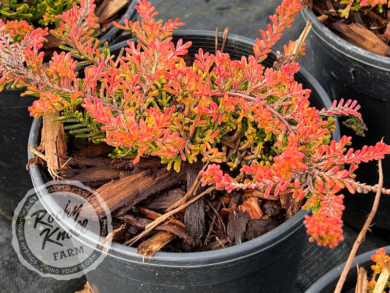 Calluna Wickwar Flame Heather plant from Rocky Knoll Farm