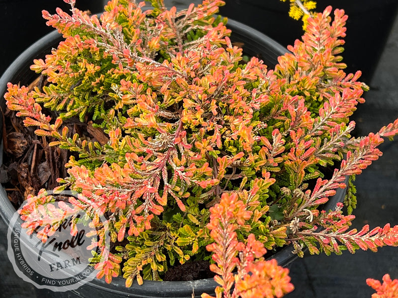 Calluna Wickwar Flame Heather plant from Rocky Knoll Farm