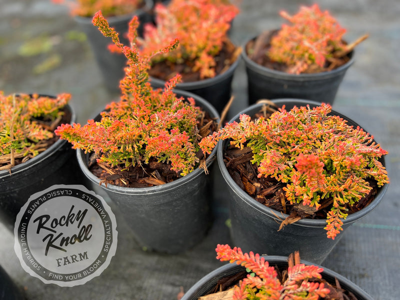 Calluna Wickwar Flame Heather plant from Rocky Knoll Farm